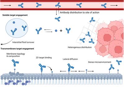 Physiological Considerations for Modeling in vivo Antibody-Target Interactions